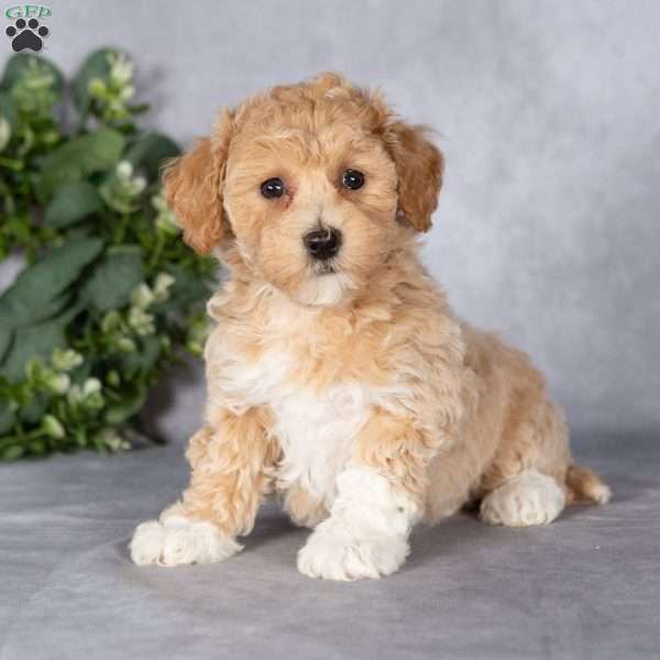 Bonnie, Bich-Poo Puppy